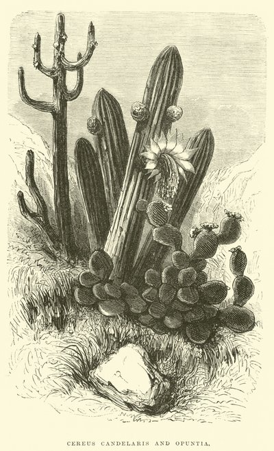 セレウスカデラリスとOpuntia 作： Edouard Riou